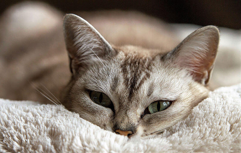 眠そうな猫の写真