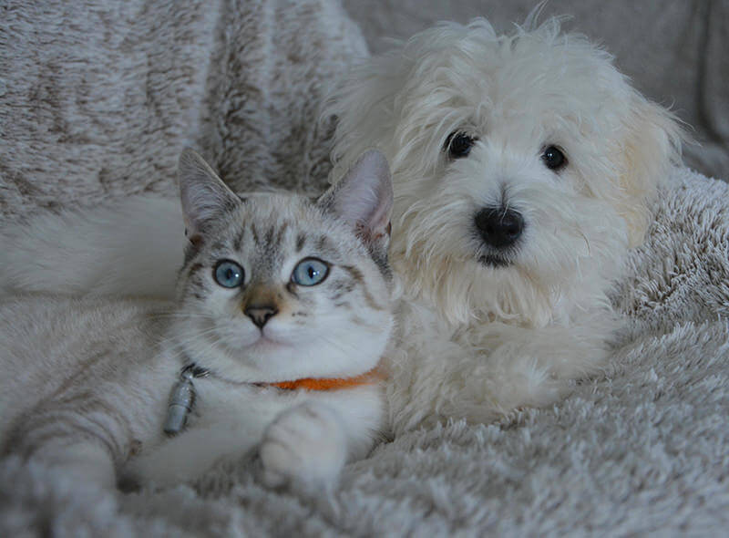 並んで寝転ぶ犬と猫