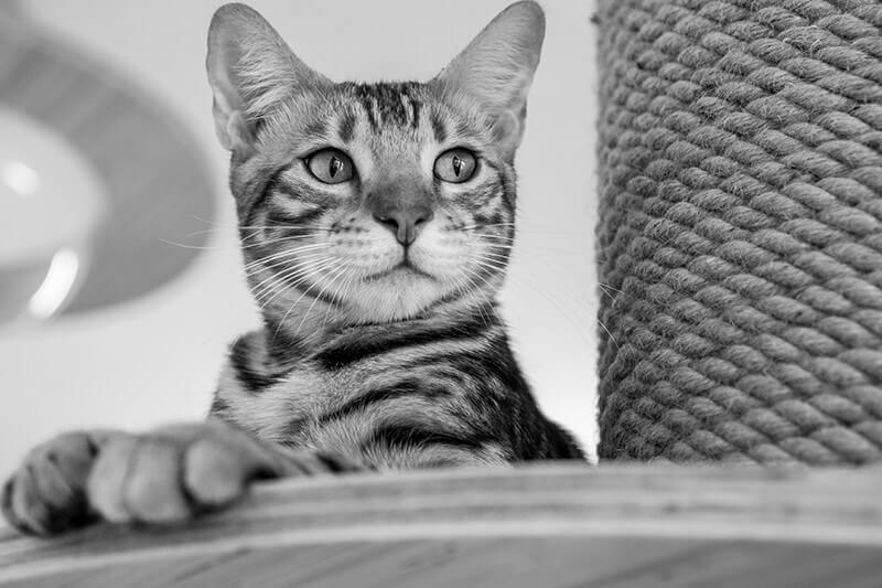 白黒写真の猫