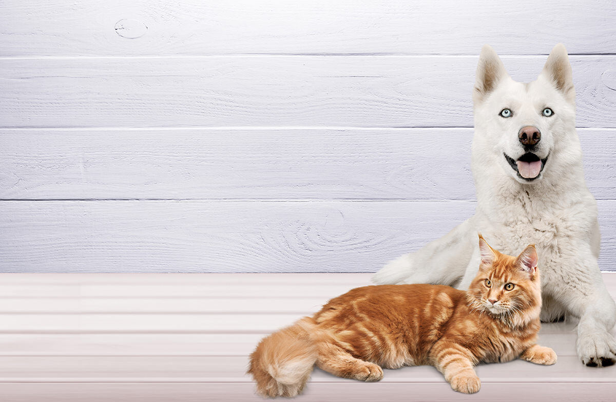猫と犬