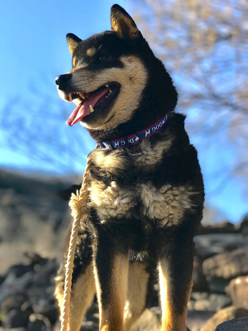 青空と犬