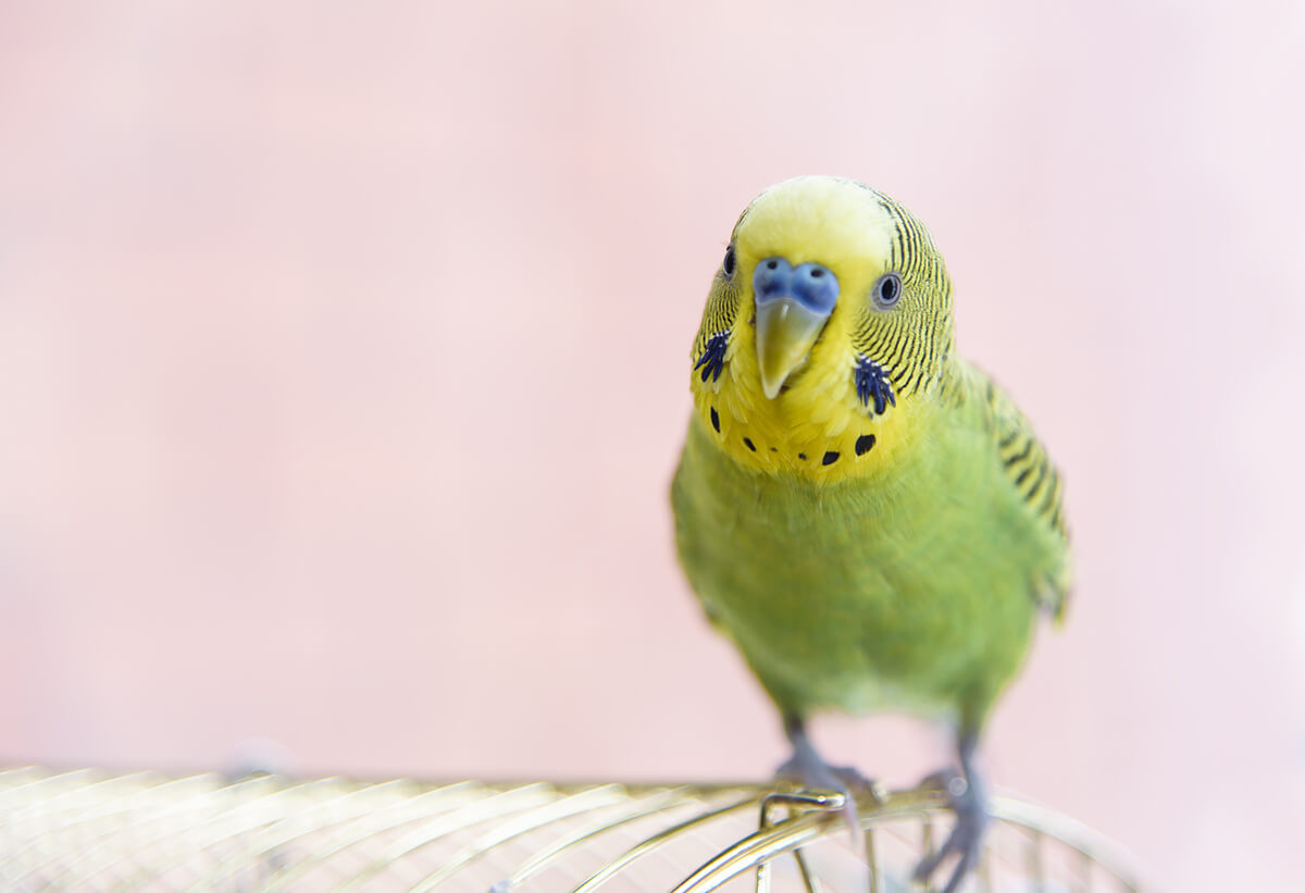 インコ
